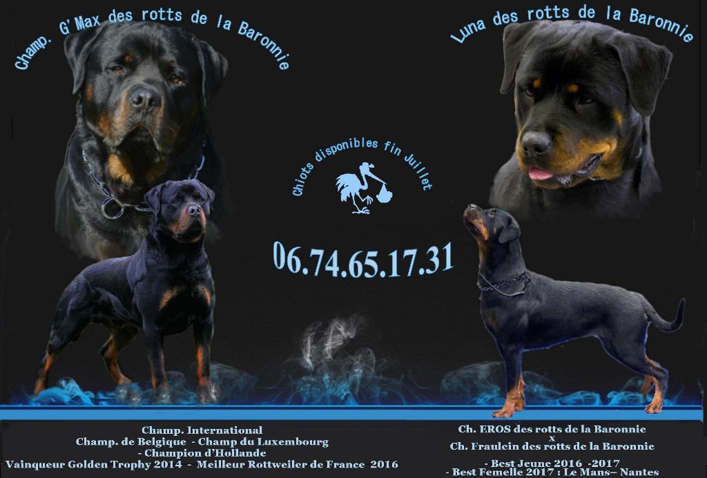 Du Berry Noir - Rottweiler - Portée née le 29/05/2018