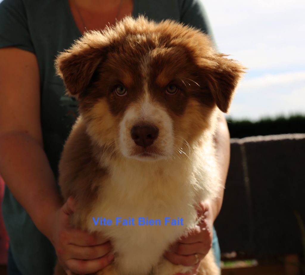 Du Berry Noir - Chiot disponible  - Berger Australien