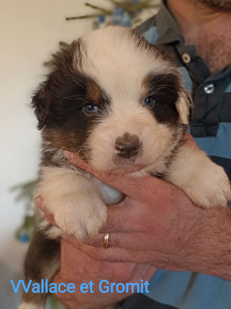 Du Berry Noir - Chiot disponible  - Berger Australien