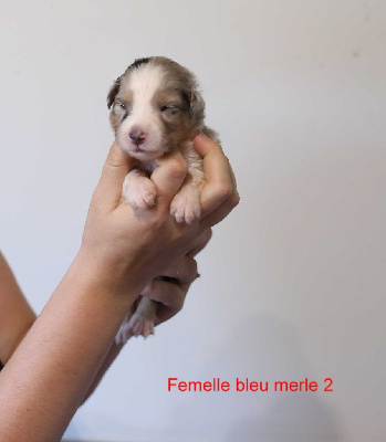 Femelle bleu merle 2