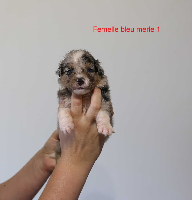 Femelle bleu merle 1