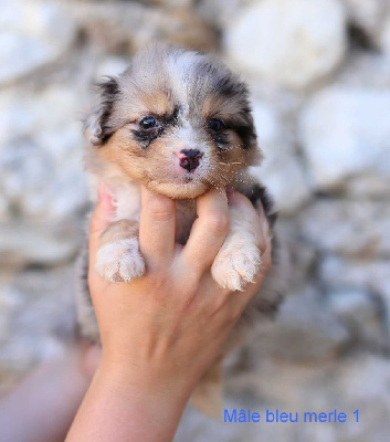 Male bleu merle 1