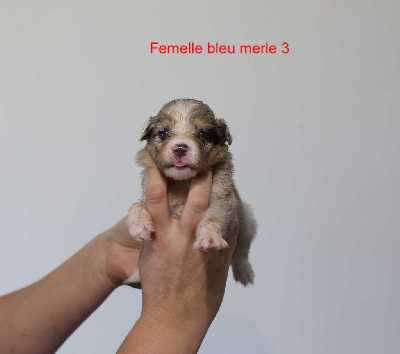 Femelle bleu merle 3