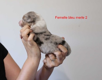 Femelle bleu merle 2