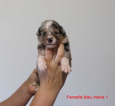 Femelle bleu merle 1