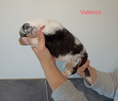 Valleres