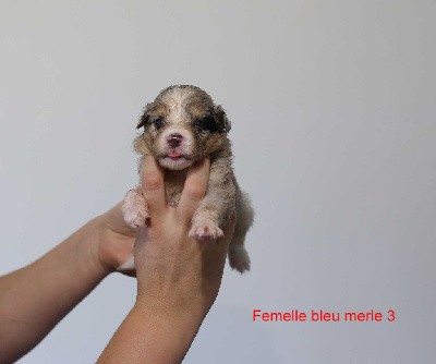 Femelle bleu merle 3