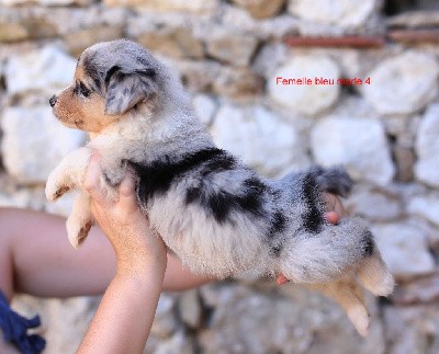 Femelle bleu merle 4