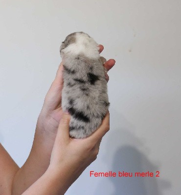 Femelle bleu merle 2