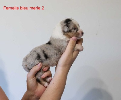 Femelle bleu merle 2