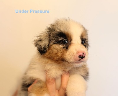 Under Pressure