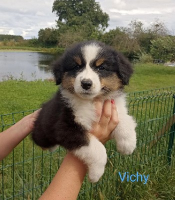 Vichy