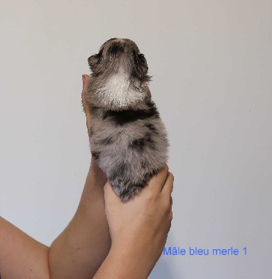 Male bleu merle 1