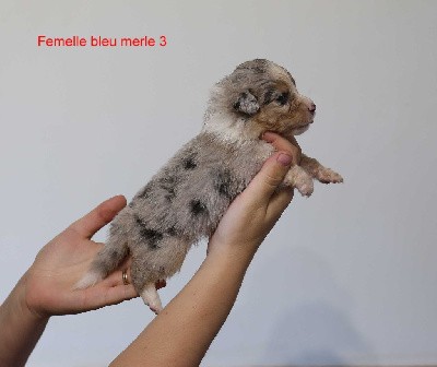 Femelle bleu merle 3