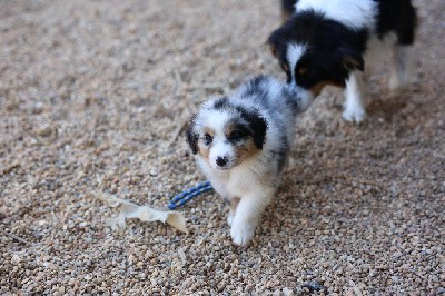 Mâle bleu merle 2