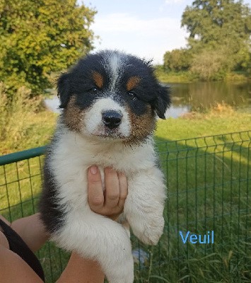 Veuil