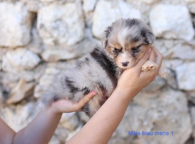 Male bleu merle 1