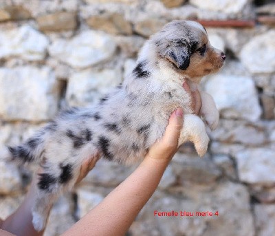 Femelle bleu merle 4