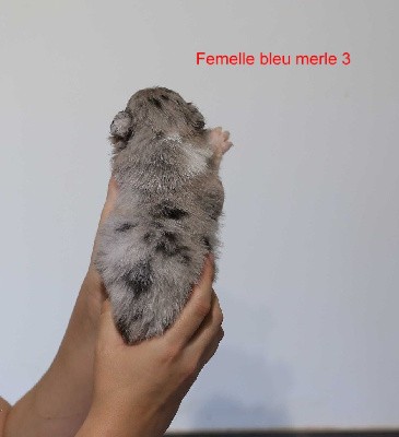 Femelle bleu merle 3