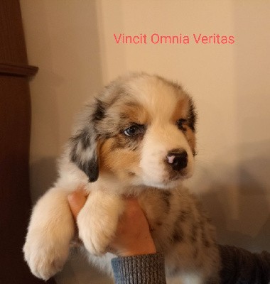 vincit omnia veritas