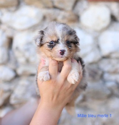 Male bleu merle 1