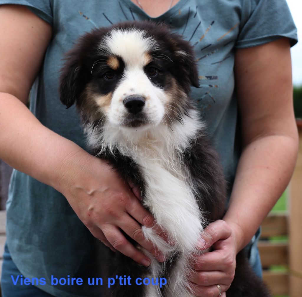 Du Berry Noir - Chiot disponible  - Berger Australien