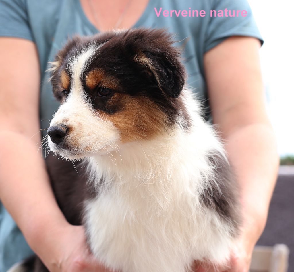 Du Berry Noir - Chiot disponible  - Berger Australien