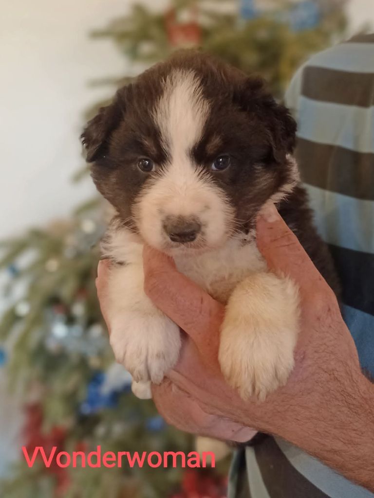 Du Berry Noir - Chiot disponible  - Berger Australien