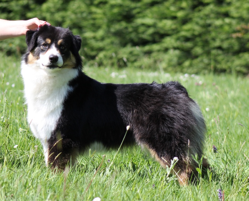 CH. Hyrule twilight princess des Chemins Cathares