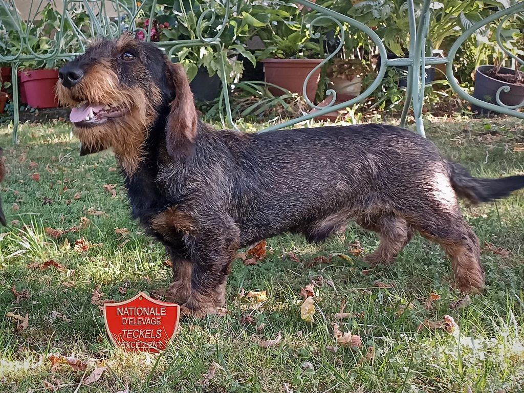 CH. Unik Du Berry Noir