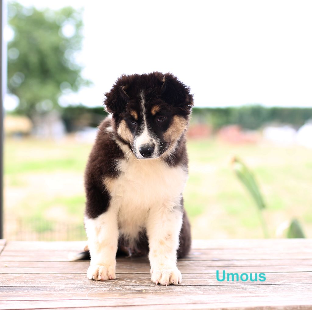 Du Berry Noir - Berger Australien - Portée née le 02/05/2023