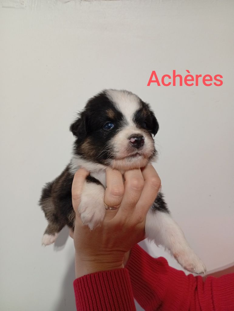Du Berry Noir - Chiots disponibles - Berger Australien
