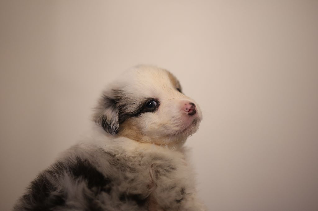 Du Berry Noir - Berger Australien - Portée née le 19/12/2019