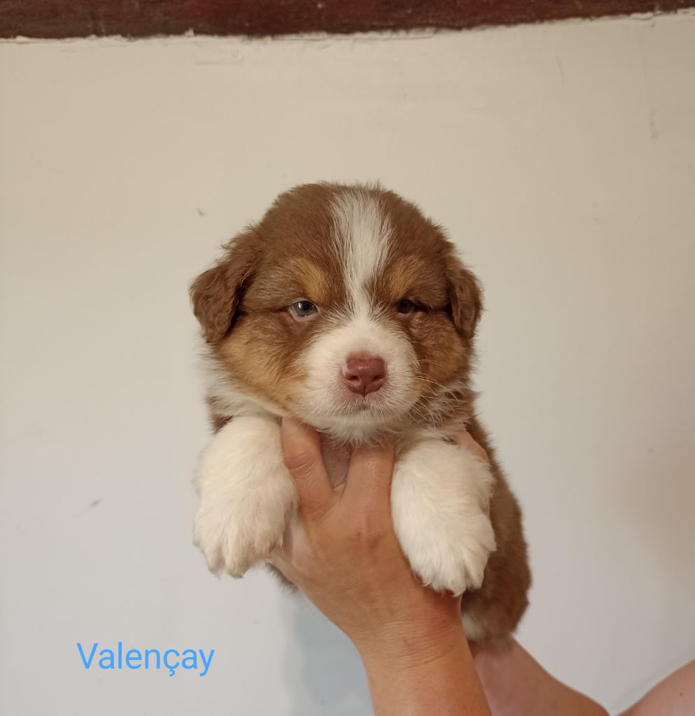 Du Berry Noir - Berger Australien - Portée née le 23/05/2024