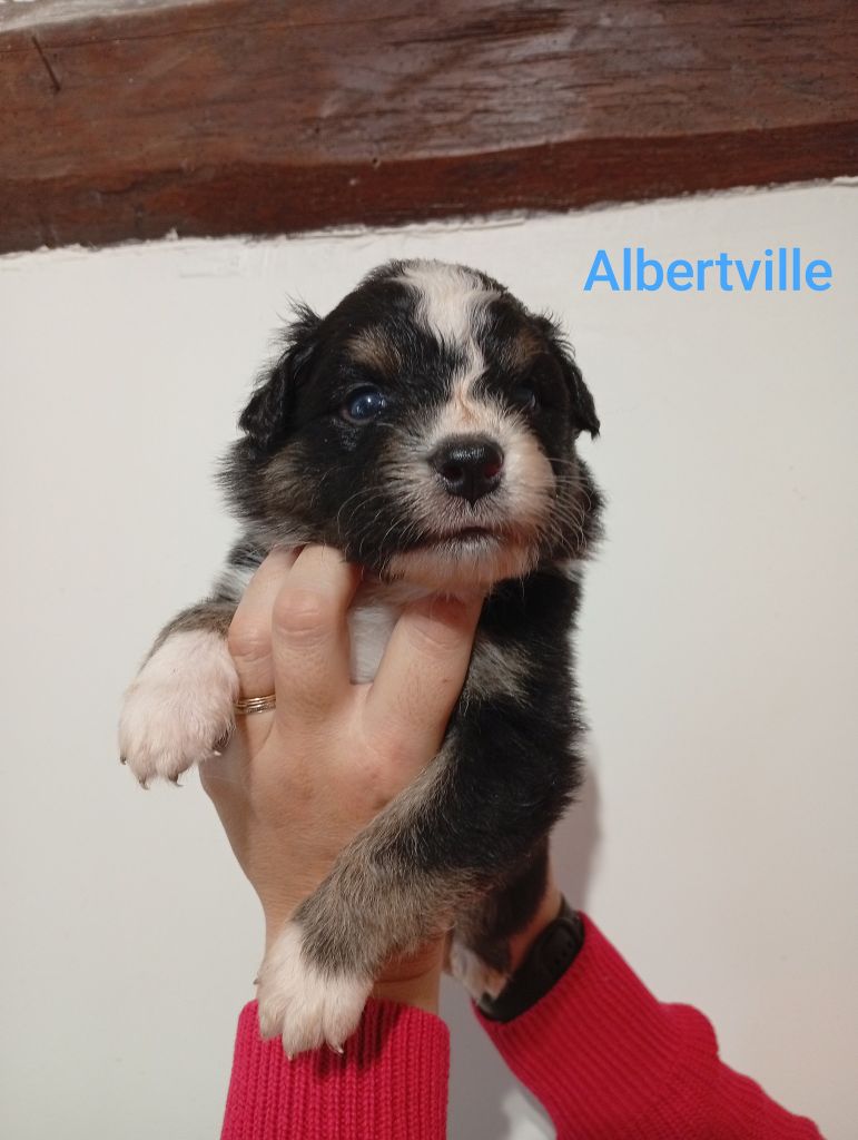 Du Berry Noir - Chiots disponibles - Berger Australien