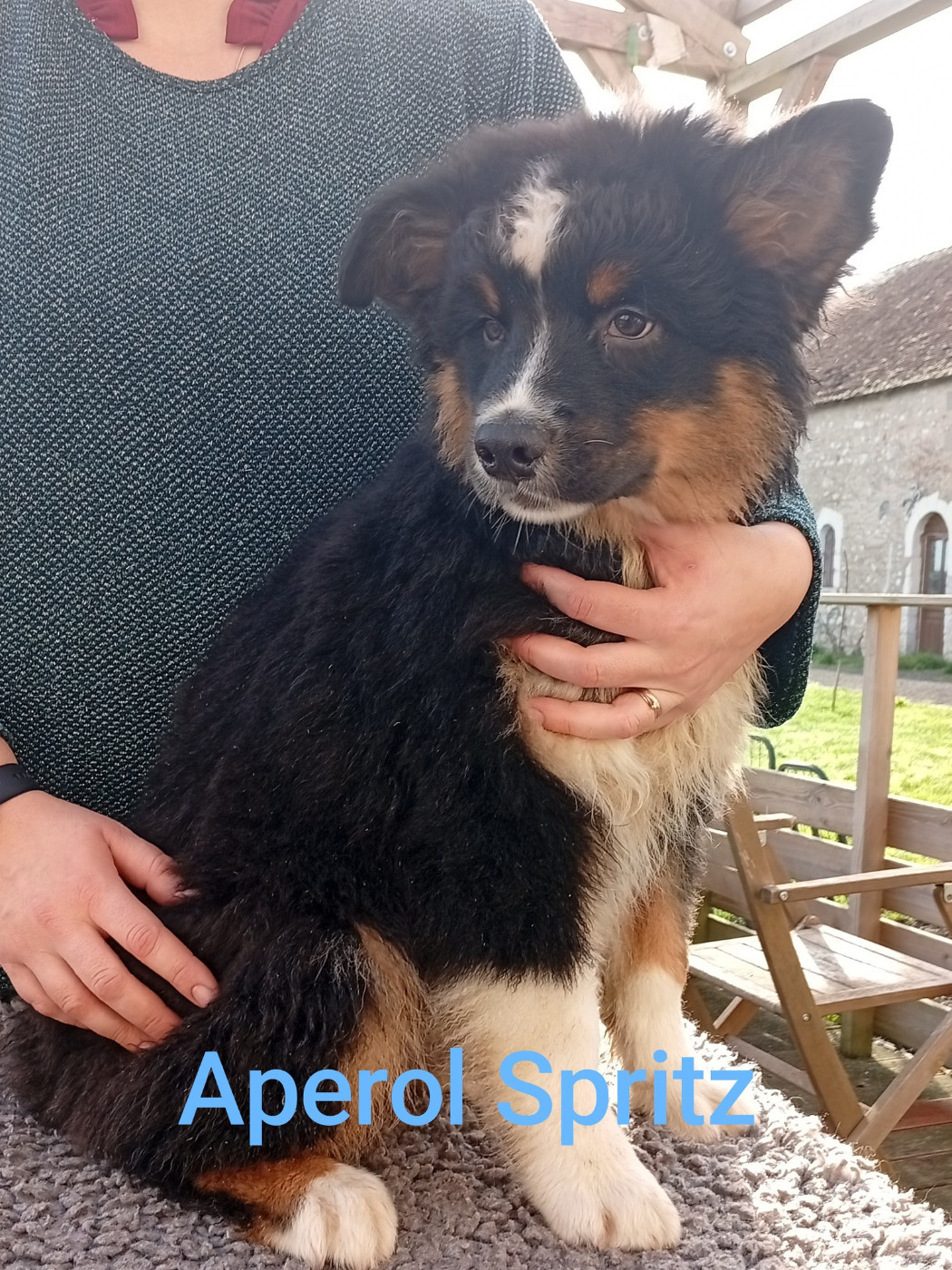 Du Berry Noir - Chiots disponibles - Berger Australien