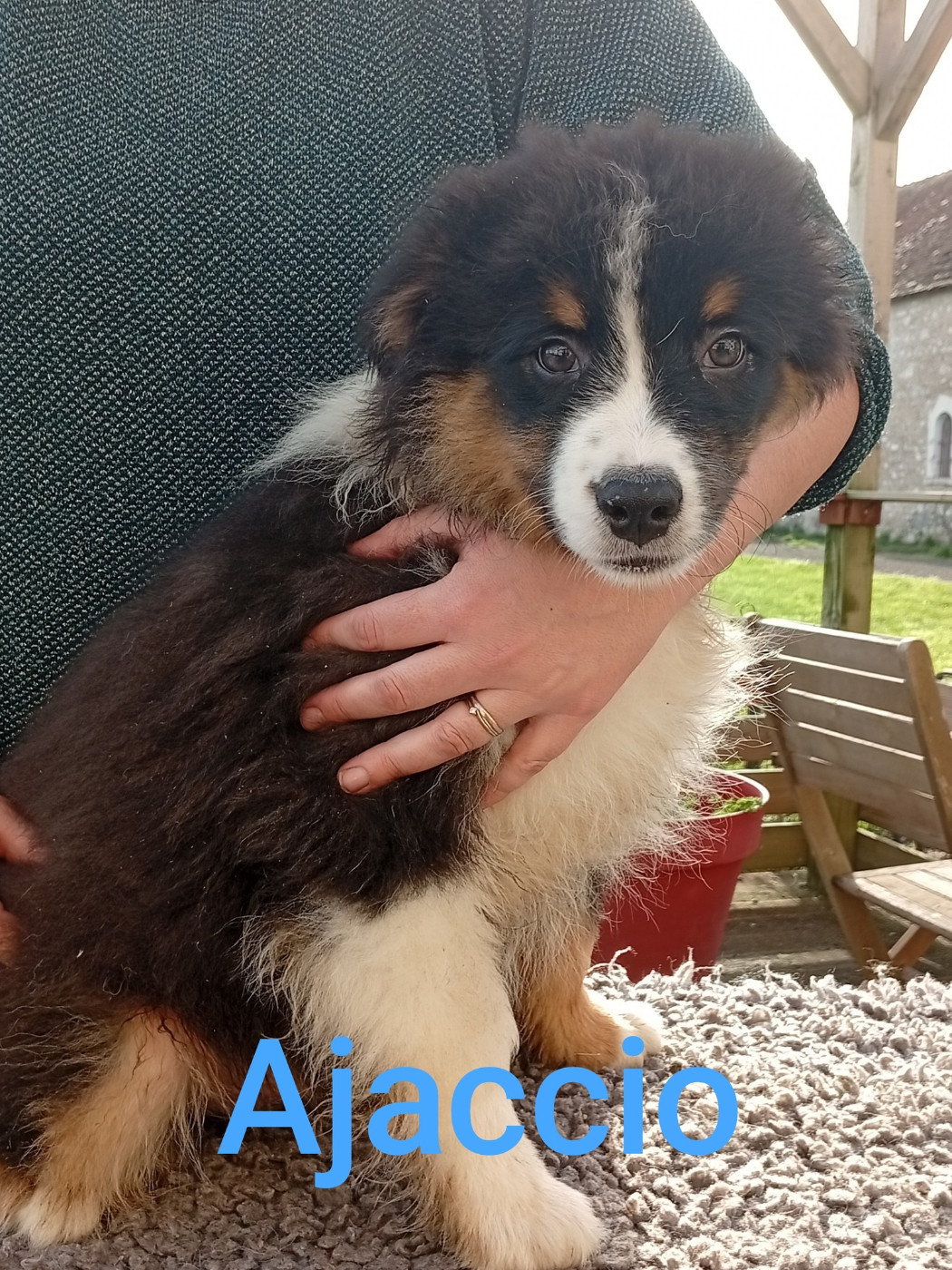 Du Berry Noir - Chiots disponibles - Berger Australien