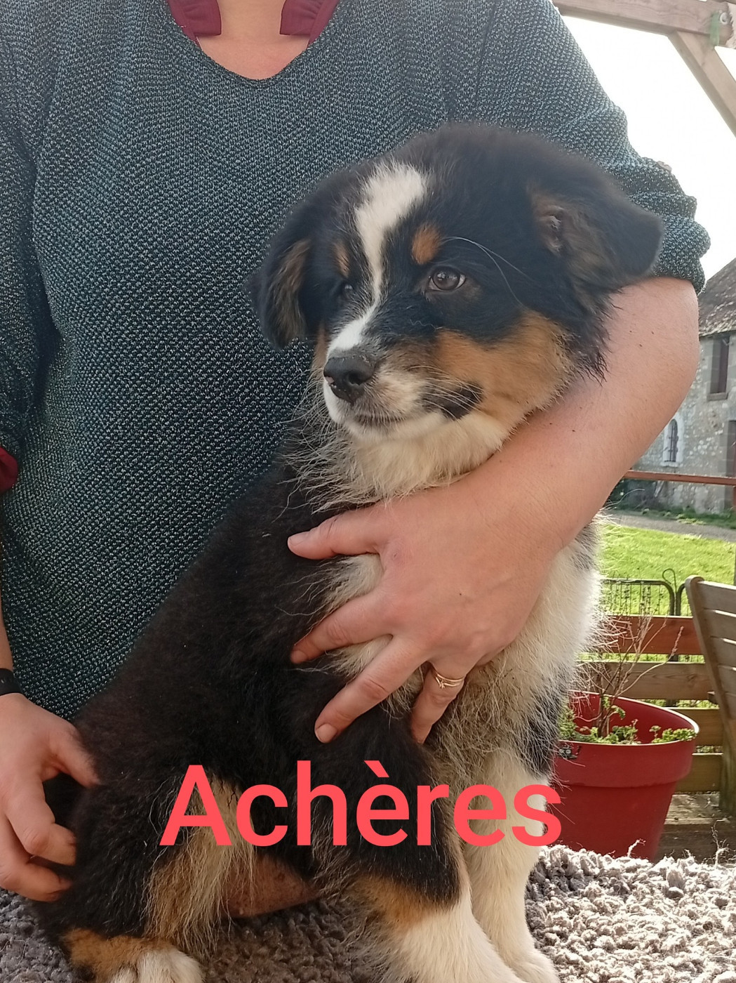 Du Berry Noir - Chiots disponibles - Berger Australien