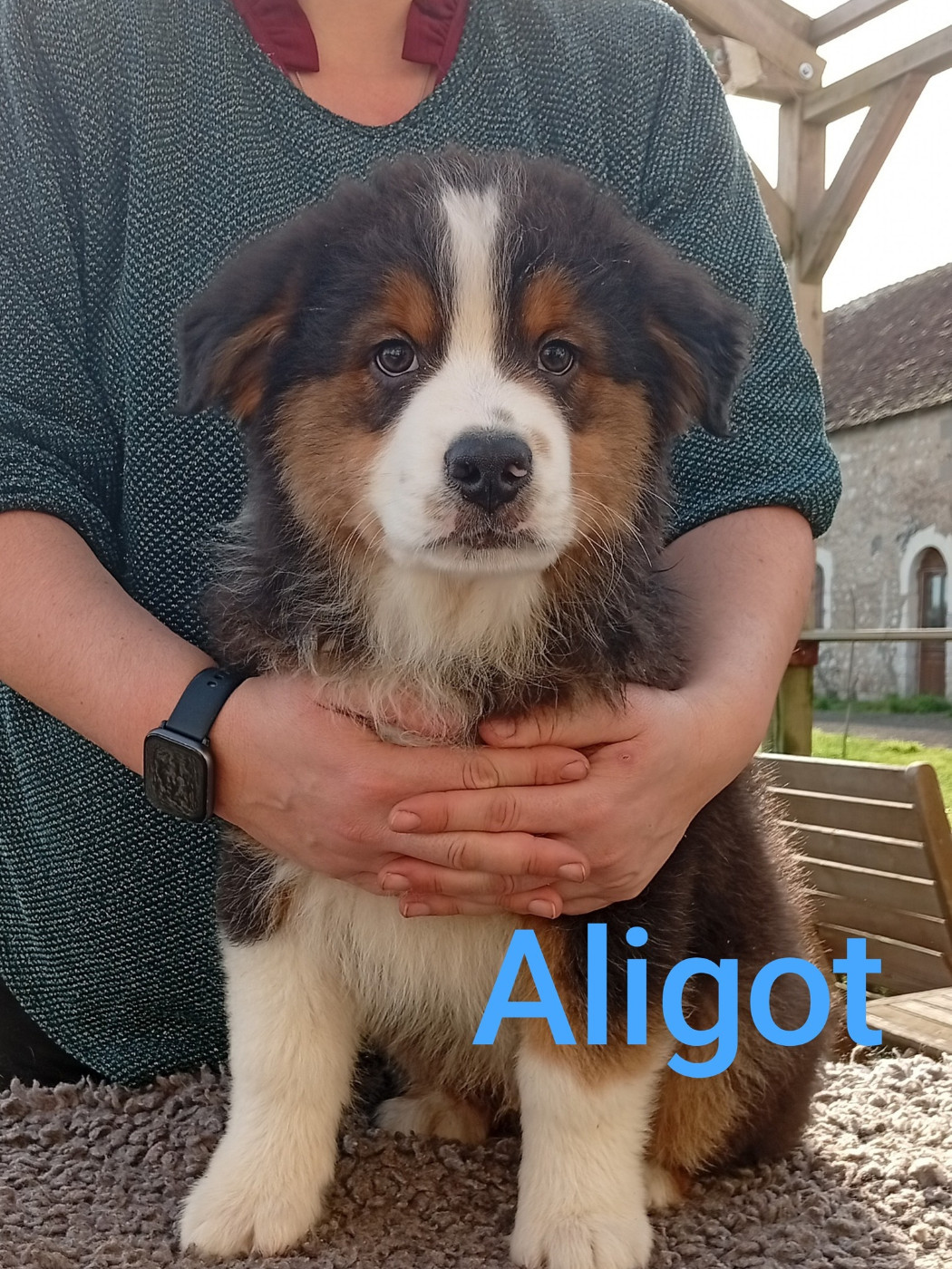 Du Berry Noir - Chiots disponibles - Berger Australien