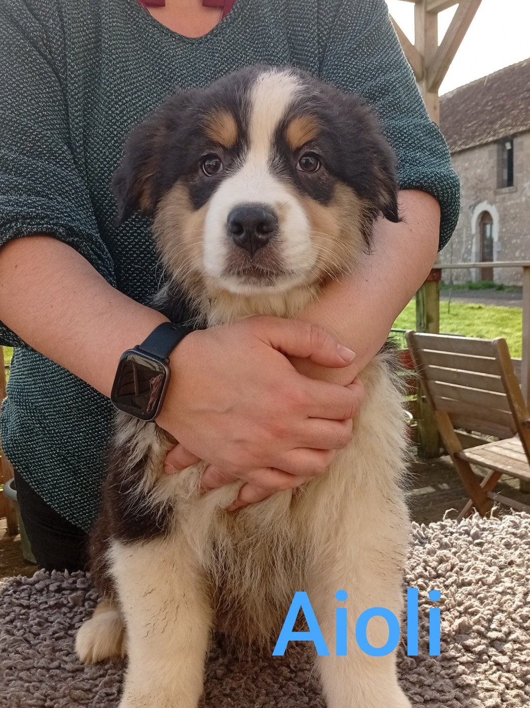 Du Berry Noir - Chiots disponibles - Berger Australien