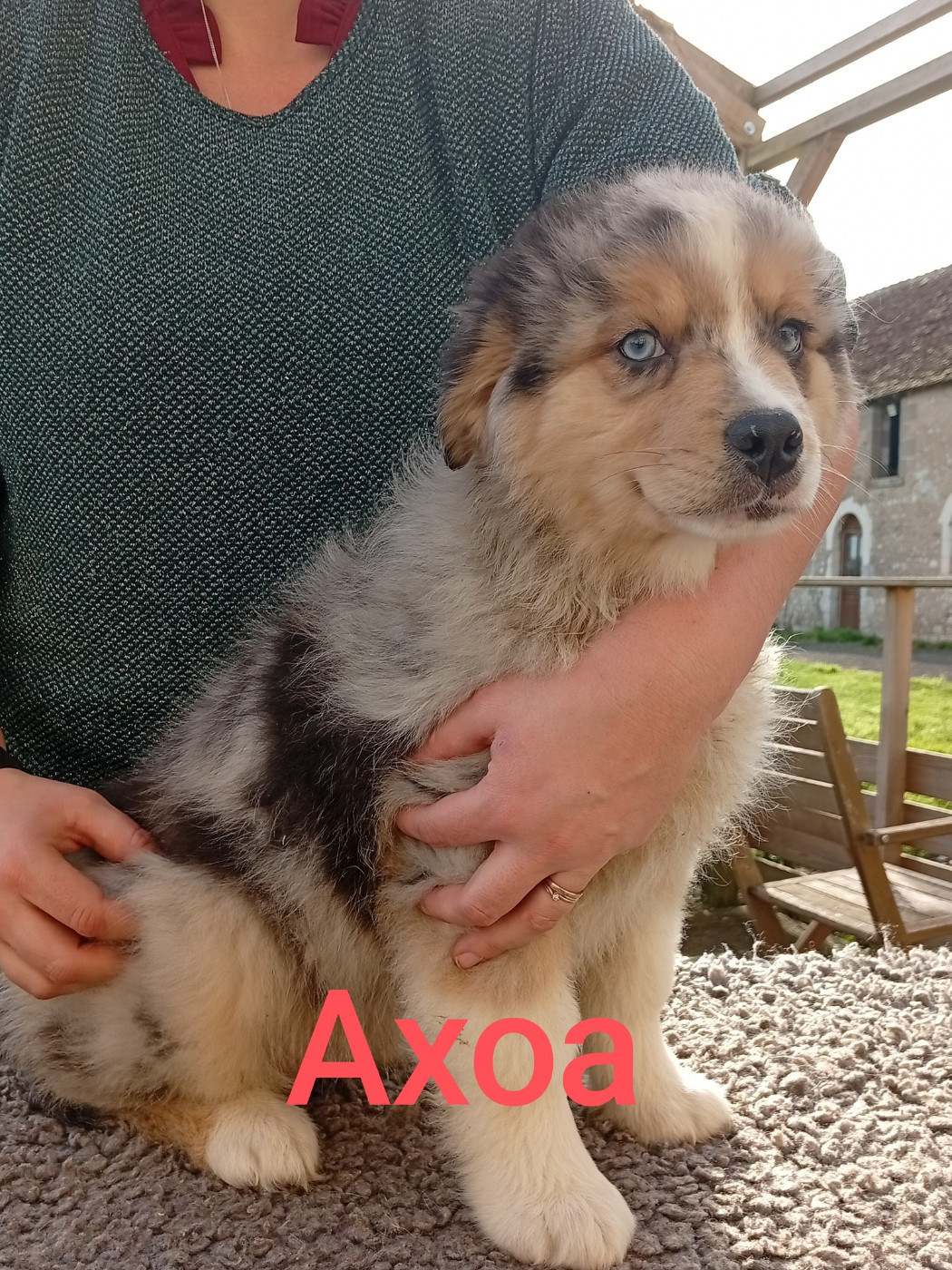 Du Berry Noir - Chiots disponibles - Berger Australien