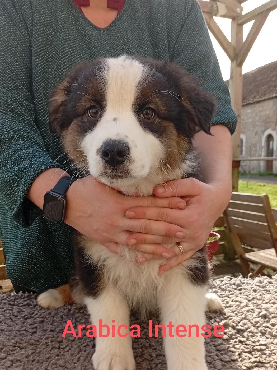 Du Berry Noir - Chiots disponibles - Berger Australien