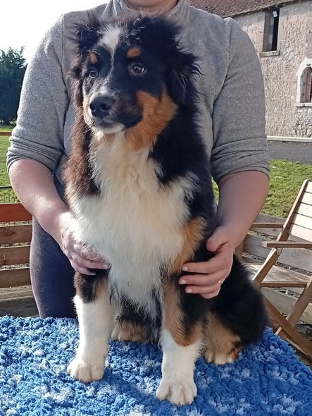 Du Berry Noir - Chiots disponibles - Berger Australien