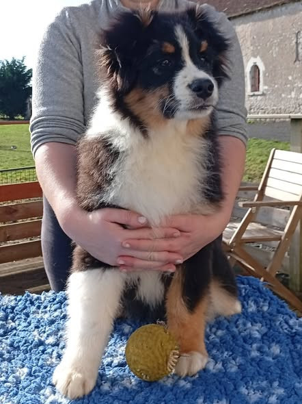 Du Berry Noir - Chiots disponibles - Berger Australien