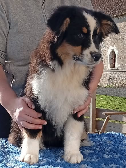 Du Berry Noir - Chiots disponibles - Berger Australien