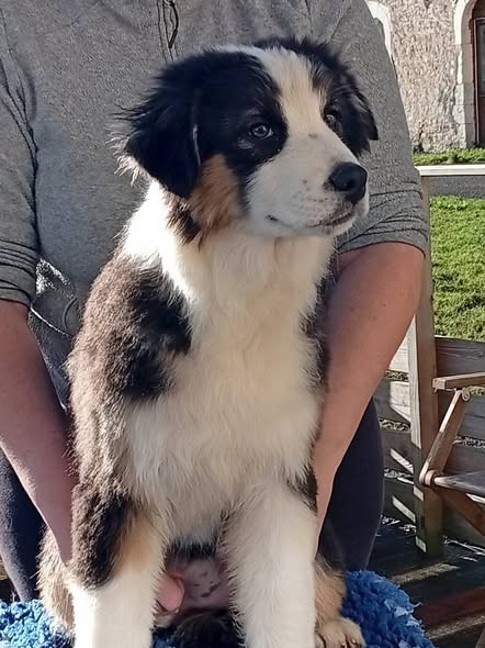 Du Berry Noir - Chiots disponibles - Berger Australien