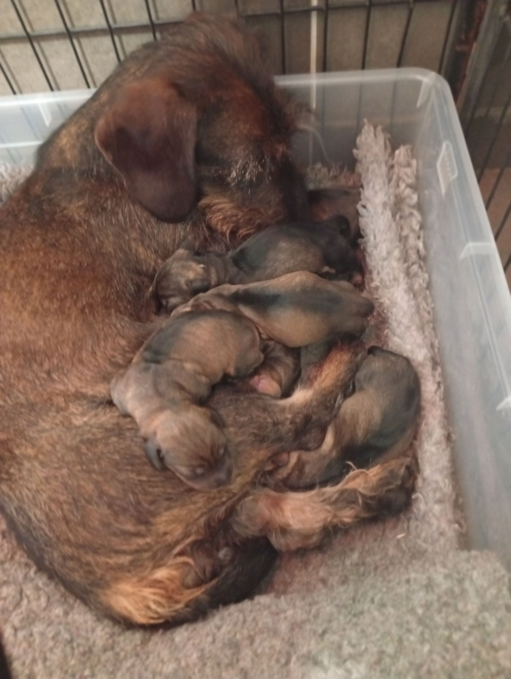 Du Berry Noir - Teckel poil dur - Portée née le 25/02/2026