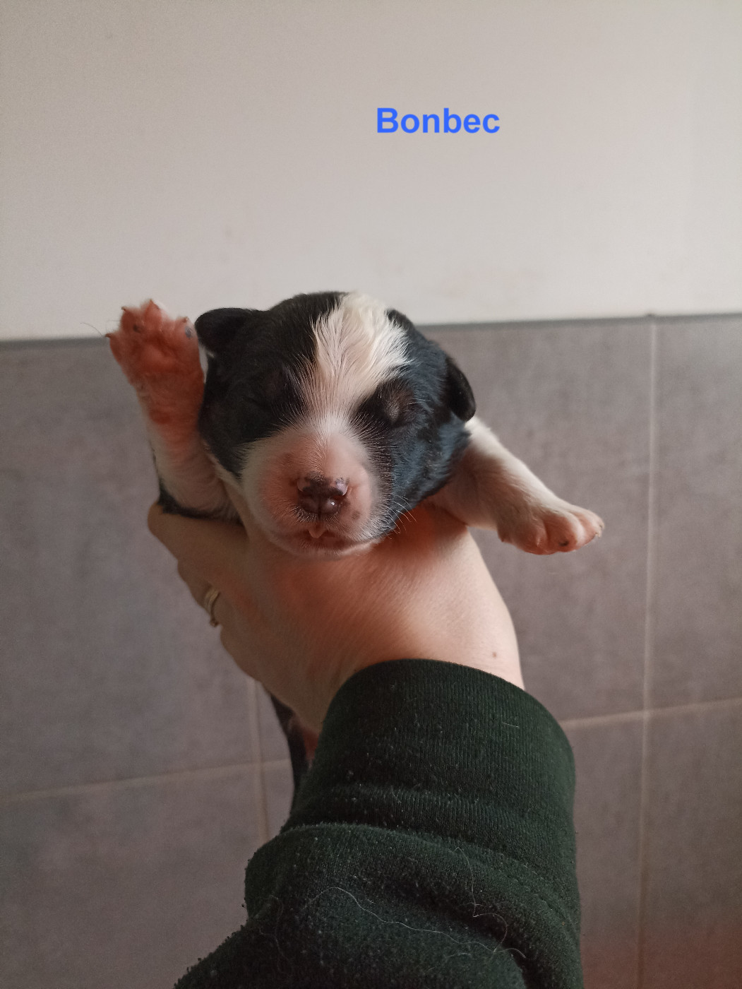 Du Berry Noir - Chiots disponibles - Berger Australien