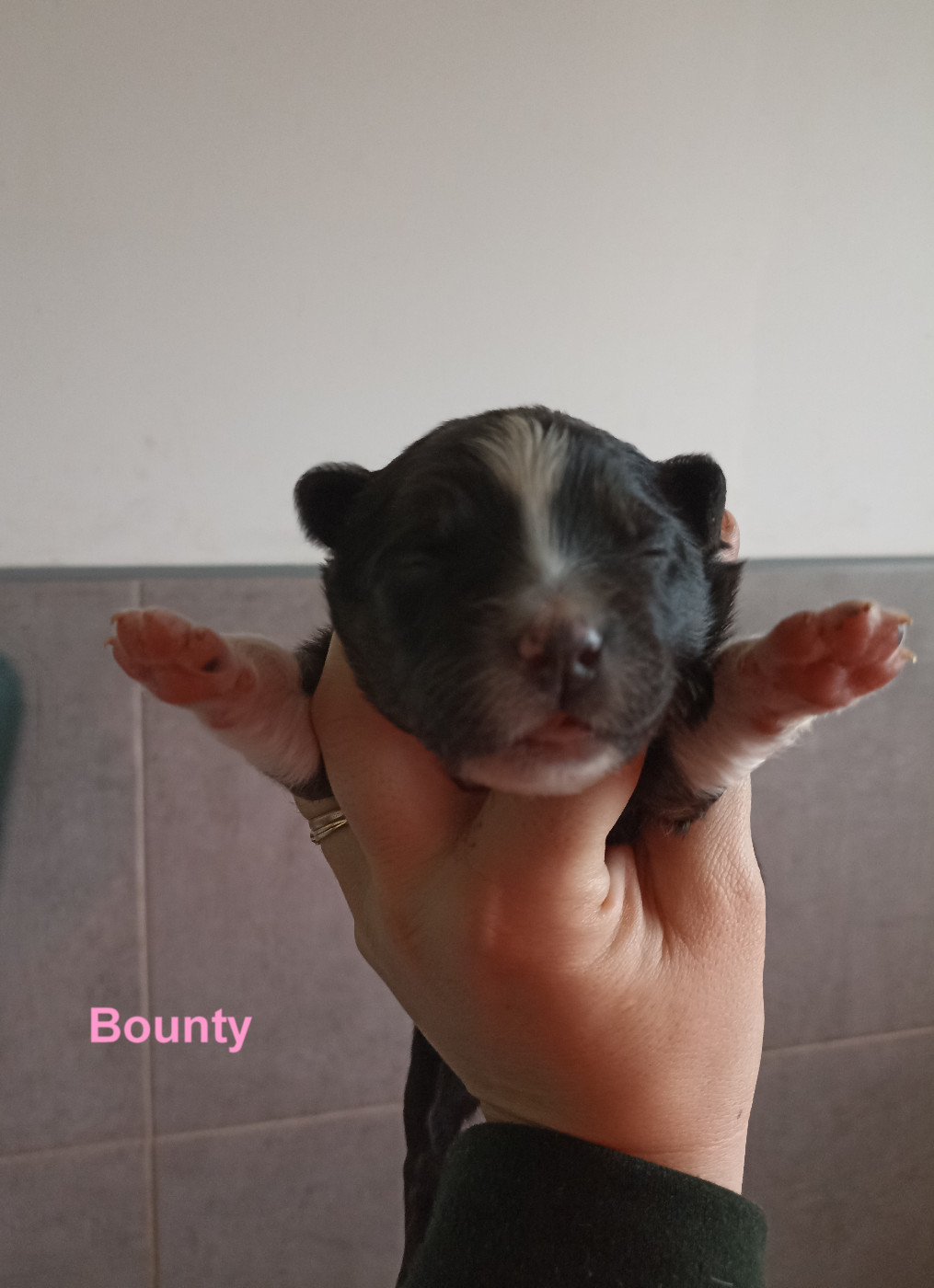 Du Berry Noir - Chiots disponibles - Berger Australien