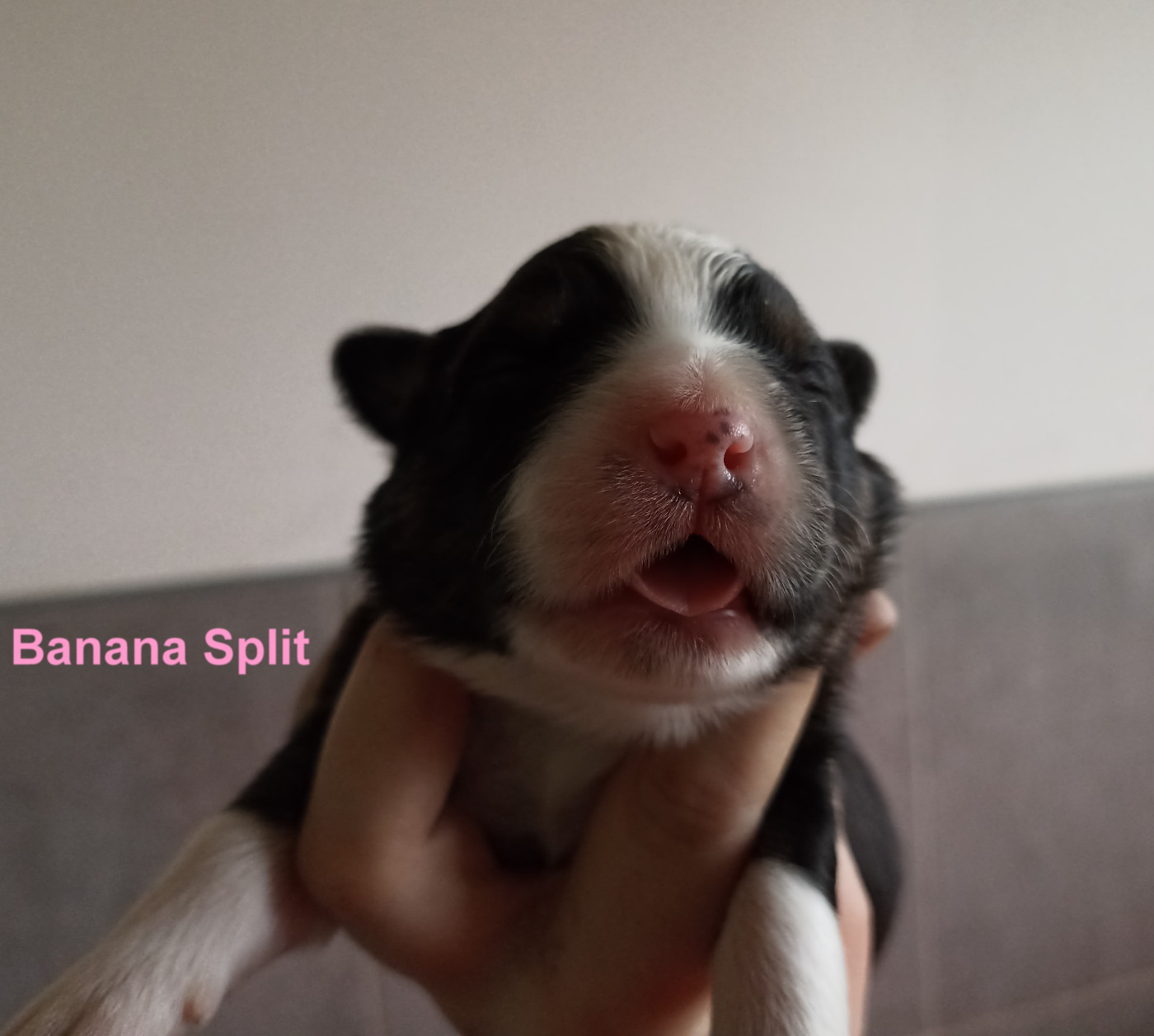 Du Berry Noir - Chiots disponibles - Berger Australien